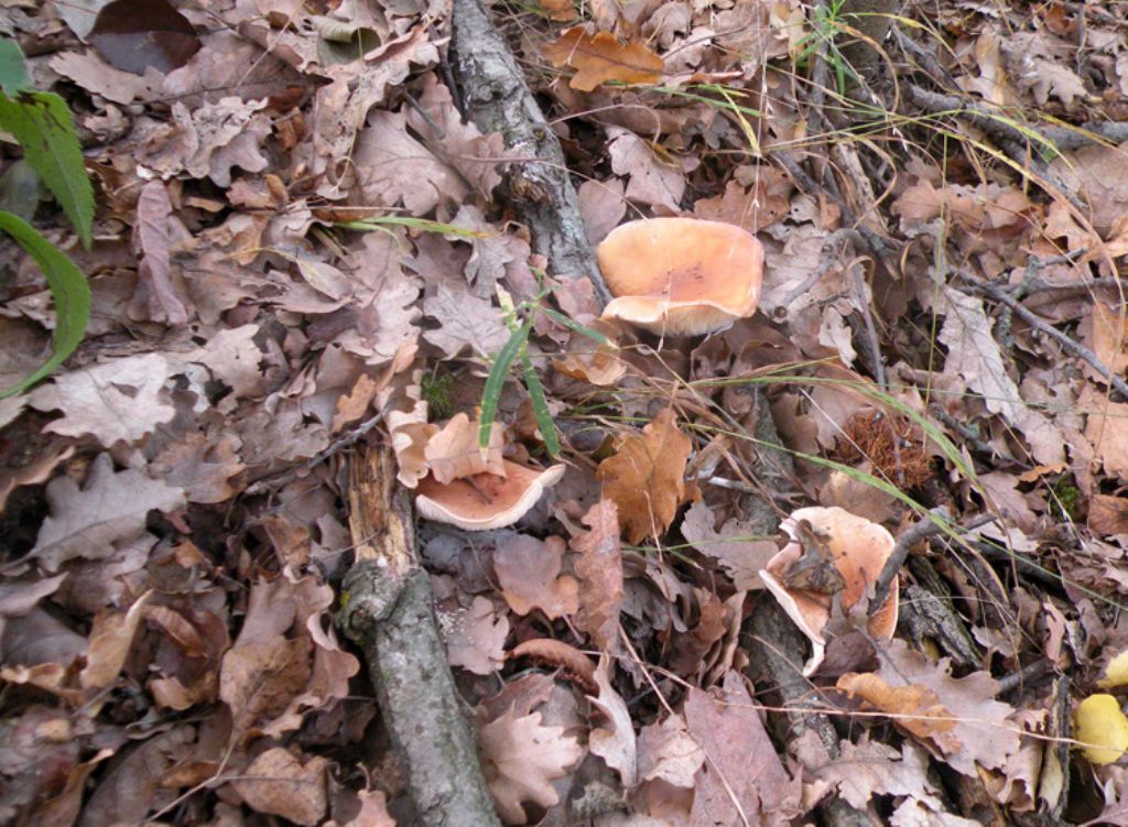 Lactarius ... senza lattice?